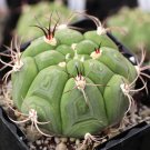 Gymnocalycium pflanzii Rare Cactus Succulent Plants 20 Seeds