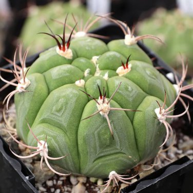 Gymnocalycium pflanzii Rare Cactus Succulent Plants 20 Seeds