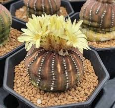 FRAILEA asterioides Rare Cactus Succulent Plants 20 Seeds
