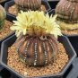 FRAILEA asterioides Rare Cactus Succulent Plants 20 Seeds