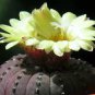 FRAILEA asterioides Rare Cactus Succulent Plants 20 Seeds