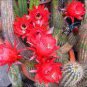 Trichocereus huasha v grandiflora Rare Cactus Succulent Plants 20 Seeds