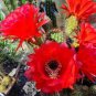 Trichocereus huasha v grandiflora Rare Cactus Succulent Plants 20 Seeds