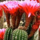 Trichocereus huasha Rare Cactus Succulent Plants Pink Flowers 20 Seeds