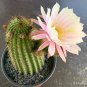 Trichocereus huasha Rare Cactus Succulent Plants Pink Flowers 20 Seeds
