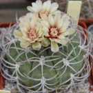 Gymnocalycium catamarcense ssp.catamarcense 20 Seeds
