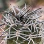 Gymnocalycium catamarcense ssp.catamarcense 20 Seeds