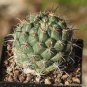 Coryphantha cornifera Rare Cactus Succulent Plants20 Seeds