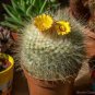 Parodia chrysacanthion Rare Cactus Succulent Plants 20 Seeds