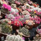 MAMMILLARIA Mixed Rare Cactus Succulent Plants 20 Seeds