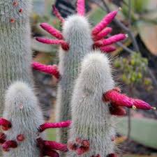 Cleistocactus Rare Cactus Succulent Plants 20 Seeds