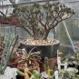 Cleistocactus Rare Cactus Succulent Plants 20 Seeds