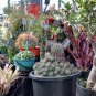 Cleistocactus Rare Cactus Succulent Plants 20 Seeds