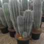 Pachycereus pringlei Rare Cactus Plants 20 Seeds