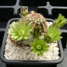 Echinocereus viridiflorus Rare Cactus Plants 20 Seeds