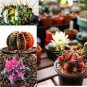 Turbinicarpus Mix Rare Cactus Plants 20 Seeds