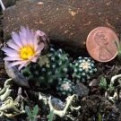 Pediocactus knowltonii Rare Cactus Plants 20 Seeds