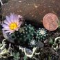Pediocactus knowltonii Rare Cactus Plants 20 Seeds