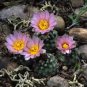 Pediocactus knowltonii Rare Cactus Plants 20 Seeds