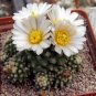 Pediocactus knowltonii Rare Cactus Plants 20 Seeds