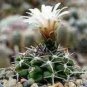 Gymnocalycium pugionacanthum Rare Cactus Plants 20 Seeds