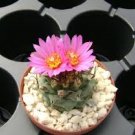 Turbinicarpus alonsoi Rare Cactus Plants 20 Seeds