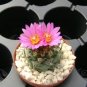 Turbinicarpus alonsoi Rare Cactus Plants 20 Seeds