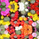 REBUTIA Mixed Rare Cactus Plants 20 Seeds