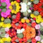 REBUTIA Mixed Rare Cactus Plants 20 Seeds