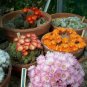 REBUTIA Mixed Rare Cactus Plants 20 Seeds