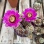 Echinocereus scheerii Rare Cactus Plants 20 Seeds
