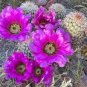 Echinocereus scheerii Rare Cactus Plants 20 Seeds