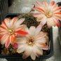Mediolobivia Mixed Rare Cactus Plants 20 Seeds