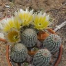 Haageocereus Mix Rare Cactus Plants 20 Seeds