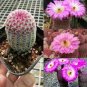 Haageocereus Mix Rare Cactus Plants 20 Seeds