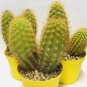 Haageocereus Mix Rare Cactus Plants 20 Seeds