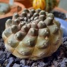 Copiapoa hypogaea barquitensis Rare Cactus Plants 20 Seeds