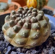 Copiapoa hypogaea barquitensis Rare Cactus Plants 20 Seeds