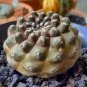 Copiapoa hypogaea barquitensis Rare Cactus Plants 20 Seeds