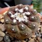 Copiapoa hypogaea barquitensis Rare Cactus Plants 20 Seeds
