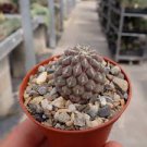 Thelocephala napina Rare Cactus Plants 20 Seeds