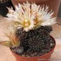 Thelocephala napina Rare Cactus Plants 20 Seeds