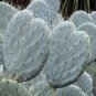 Opuntia Robustaopuntia Robusta Rare Cactus Plants 20 Seeds