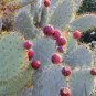 Opuntia Robustaopuntia Robusta Rare Cactus Plants 20 Seeds