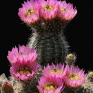 Echinocereus roetteri Rare Cactus Plants 20 Seeds