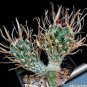 Toumeya papyracantha Rare Cactus Plants 20 Seeds