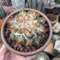 Coryphantha hintoniorum Rare Cactus Plants 20 Seeds