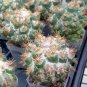 Coryphantha hintoniorum Rare Cactus Plants 20 Seeds