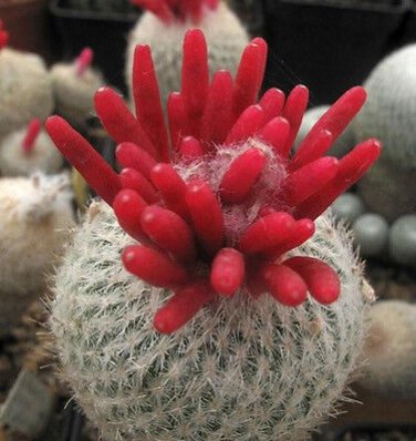 Epithelantha rufispina Rare Cactus Plants 20 Seeds