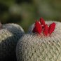 Epithelantha rufispina Rare Cactus Plants 20 Seeds